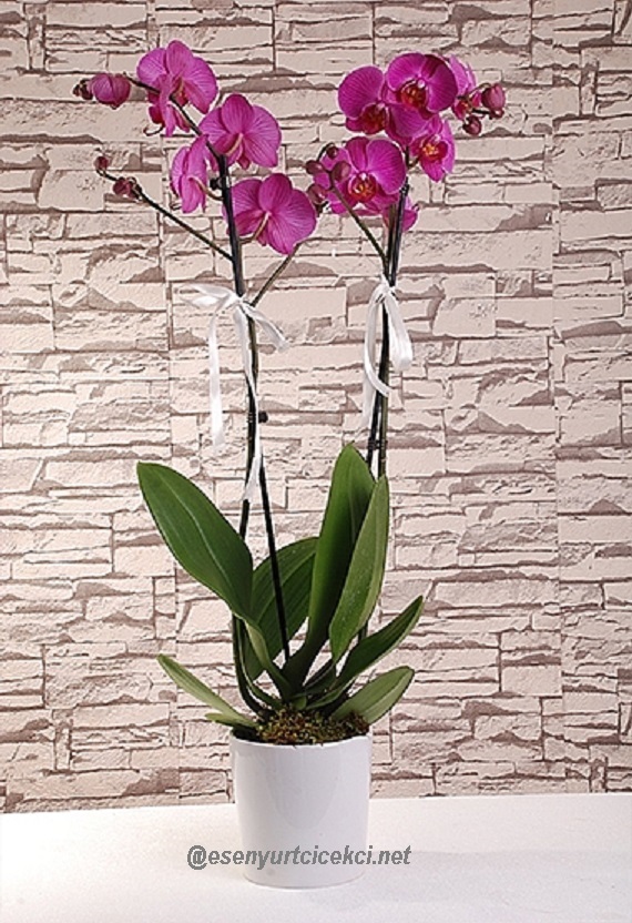 cift-dalli-orkide