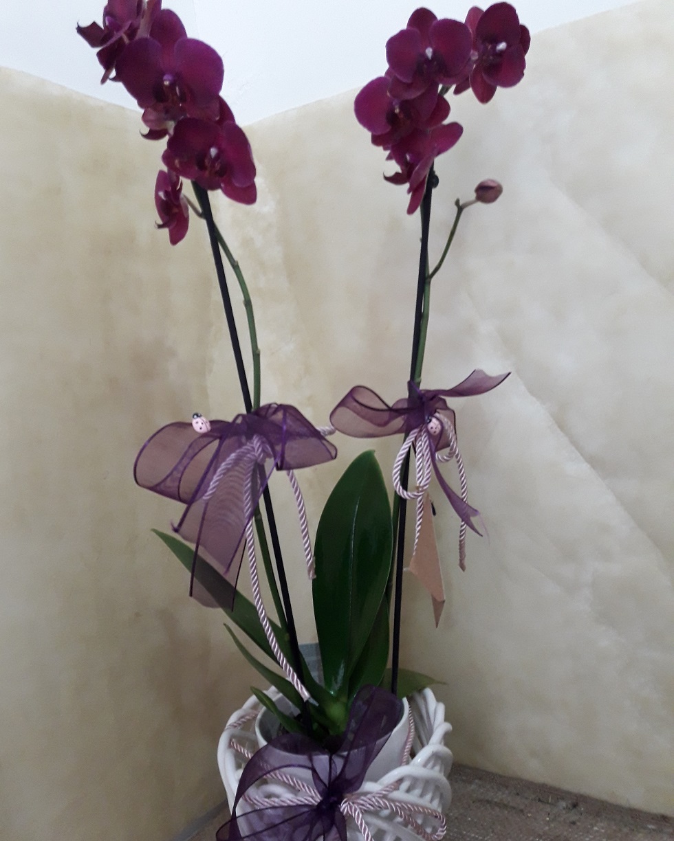 seramik-saksi-2-dalli-orkide