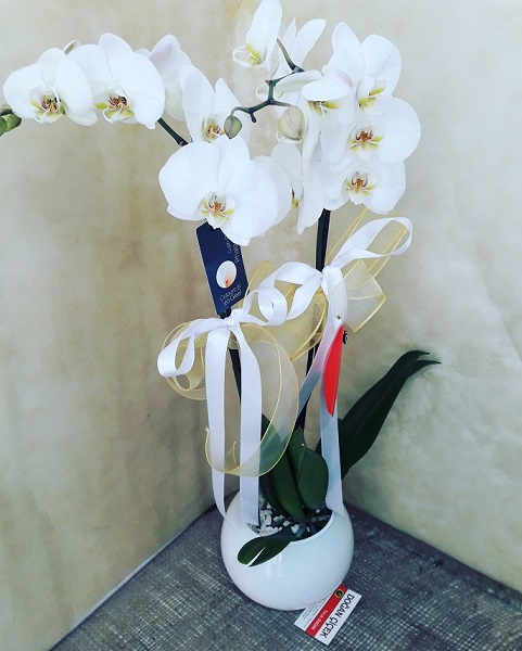 2-koklu-fanusta-orkide