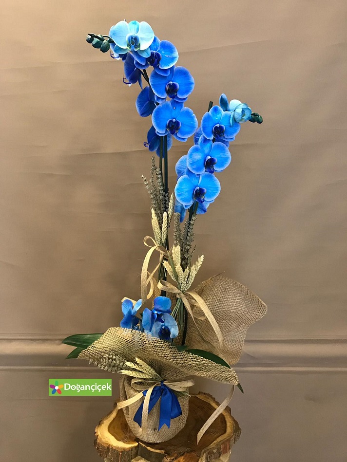 mavi-orkide